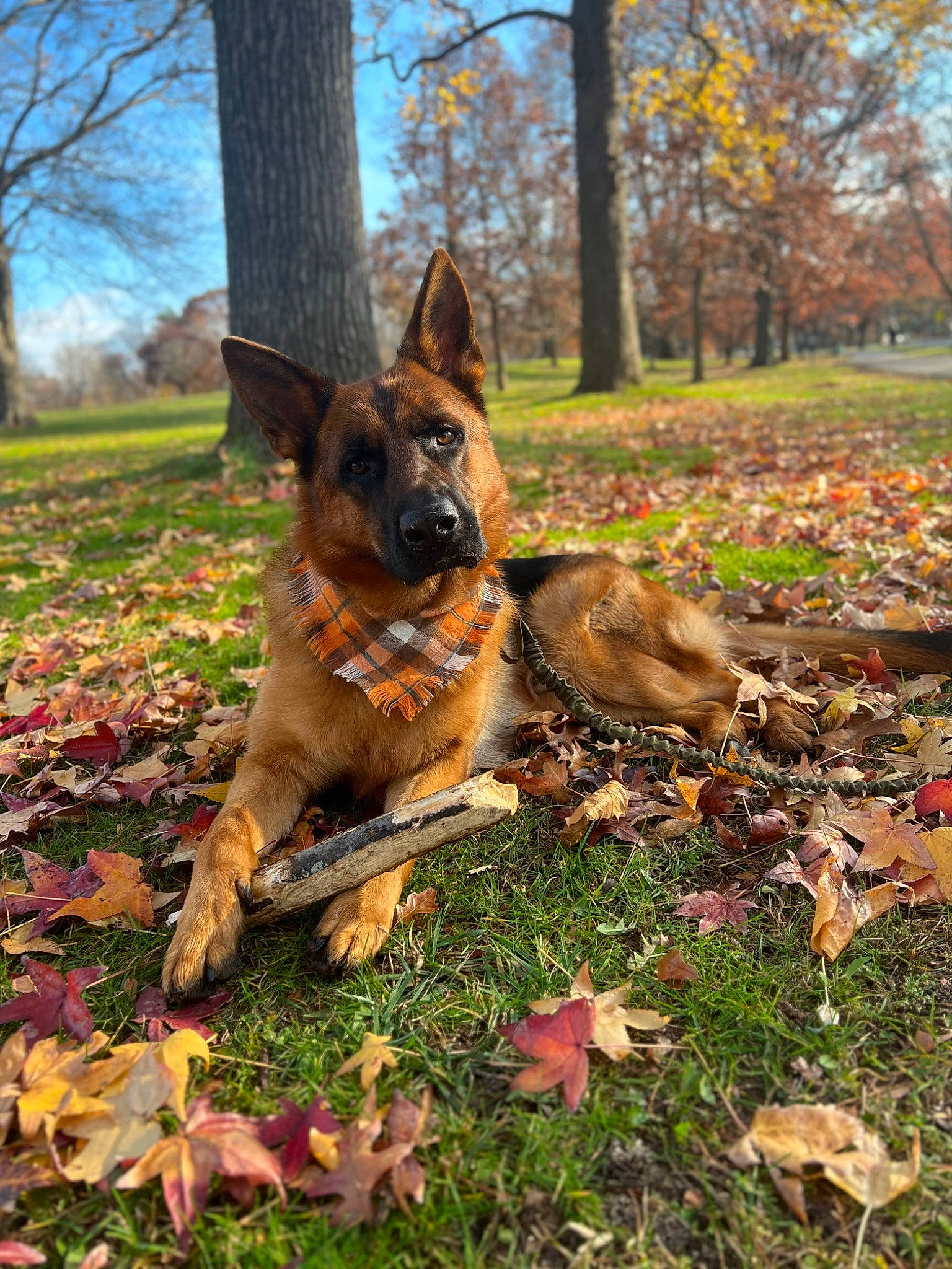 Kobe joined the competition — help win amazing prizes! canidae, carnivore, collar, dog, dog_breed, east_european_shepherd, fawn, german_shepherd_dog, grass, groundcover, herding_dog, leaf, old_german_shepherd_dog, plant, sky, sporting_group, tree, trunk, wilderness, wood