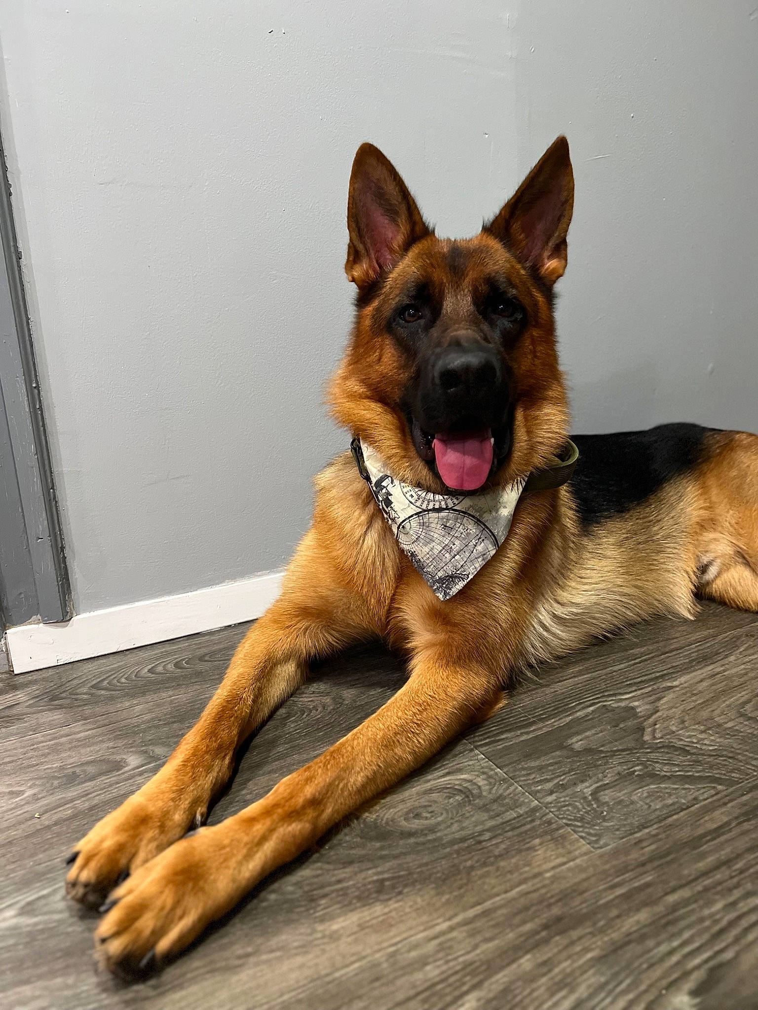 Kobe is registered to the contest to win money with this photo: ancient_dog_breeds, belgian_shepherd_malinois, canidae, carnivore, companion_dog, dog, dog_breed, fawn, foot, german_shepherd_dog, herding_dog, liver, old_german_shepherd_dog, snout, sporting_group, terrestrial_animal, window, wood, working_animal, working_dog