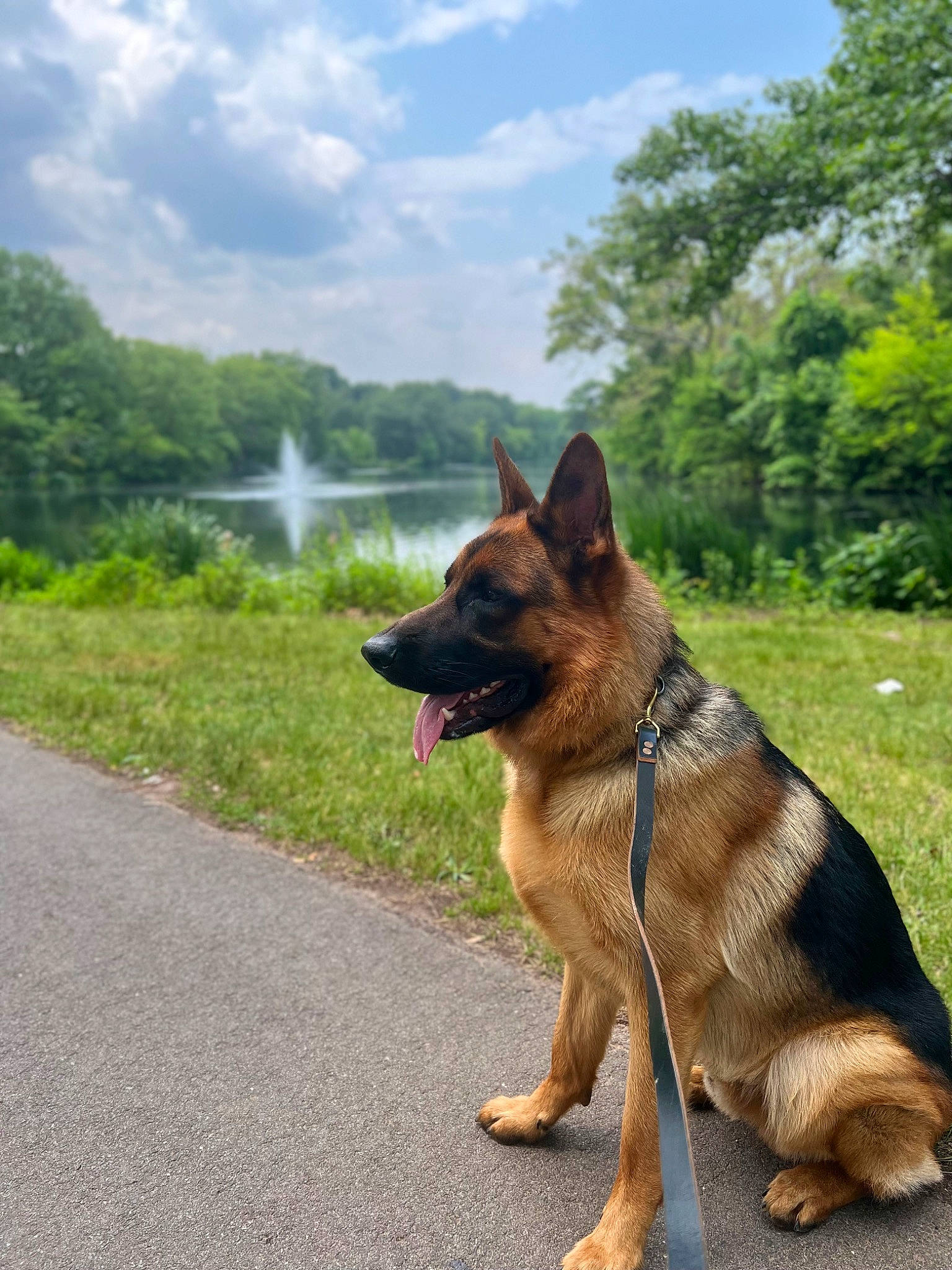 Kobe joined the competition — help win amazing prizes! carnivore, cloud, collar, companion_dog, dog, dog_breed, east_european_shepherd, fawn, german_shepherd_dog, grass, herding_dog, king_shepherd, plant, road_surface, sky, snout, tail, tree, water, working_animal