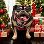 bandana, black_dog, celebration, christmas_lights, christmas_tree, decorations, dog, festive, festive_season, happy, holiday, holiday_spirit, indoor, ornaments, pet, red_bow, smiling_dog, tan_paws, tongue_out, wrapped_gifts