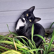 Miss Kitty is registered to the contest to win money with this photo: animal, black_fur, cat, closeup, curious, daylight, feline, garden, greenery, head_tilt, nature, outdoor, pet, plants, sitting, tuxedo_cat, whiskers, white_fur, wooden_wall, yellow_eyes