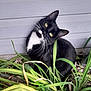 animal, black_fur, cat, closeup, curious, daylight, feline, garden, greenery, head_tilt, nature, outdoor, pet, plants, sitting, tuxedo_cat, whiskers, white_fur, wooden_wall, yellow_eyes