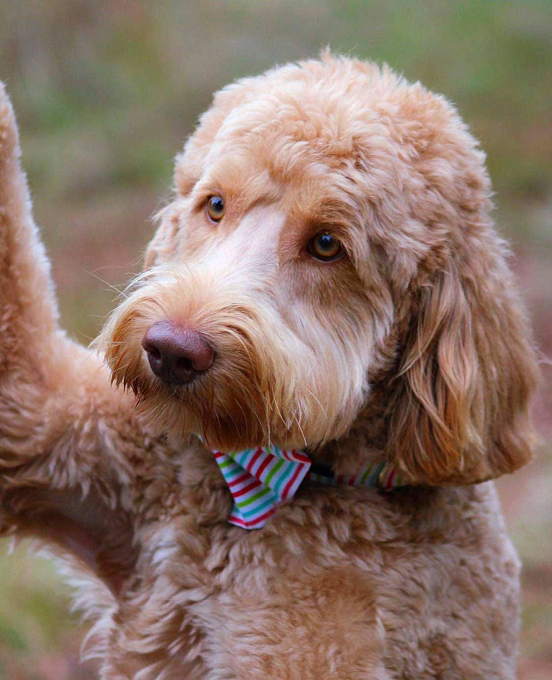 Cash joined the competition — help win amazing prizes! canidae, carnivore, circle, collar, companion_dog, dog, dog_breed, dog_collar, dog_supply, fawn, fur, liver, maltepoo, poodle, snout, sporting_group, terrier, toy_dog, water_dog, working_animal