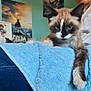 cat, blue_eyes, towel, indoor, person, poster, feline, fur, paw, resting, animal, cute, cozy, lap, soft, home, relaxed, kitten, blue, casual