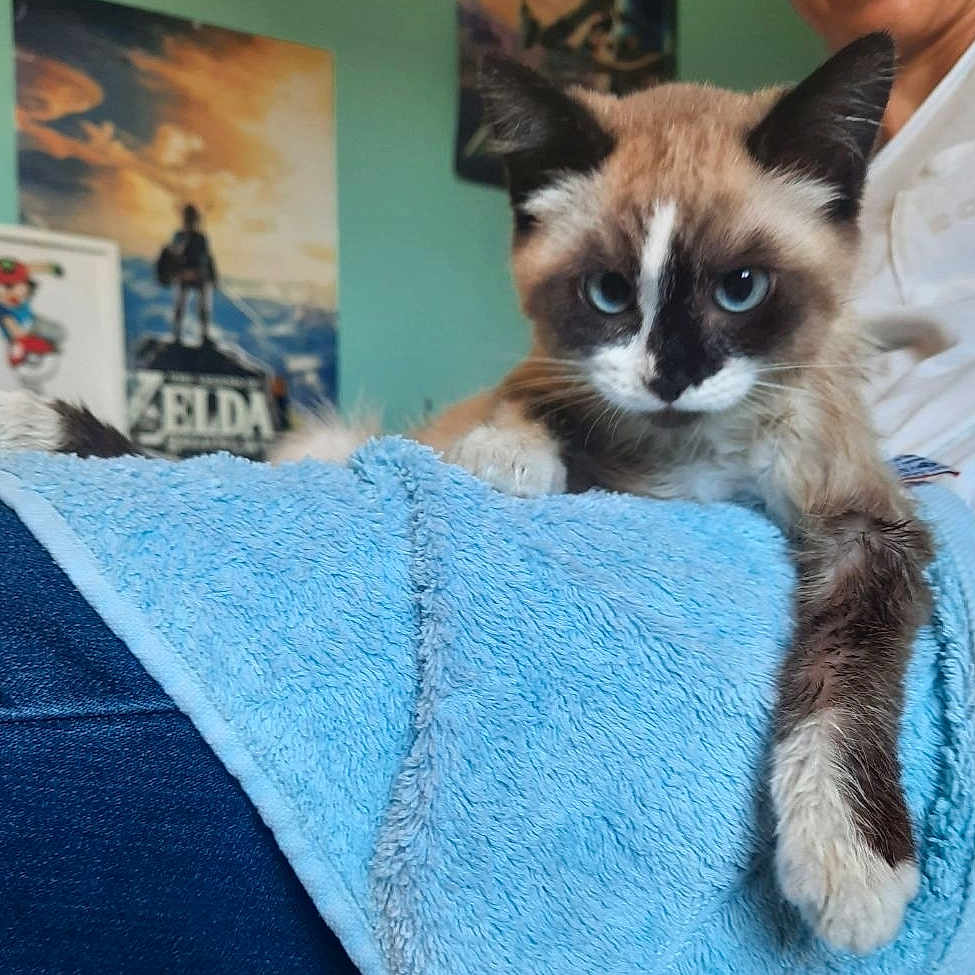 Happy participe au concours pour gagner de l'argent avec cette photo : animal, blue, blue_eyes, casual, cat, cozy, cute, feline, fur, home, indoor, kitten, lap, paw, person, poster, relaxed, resting, soft, towel