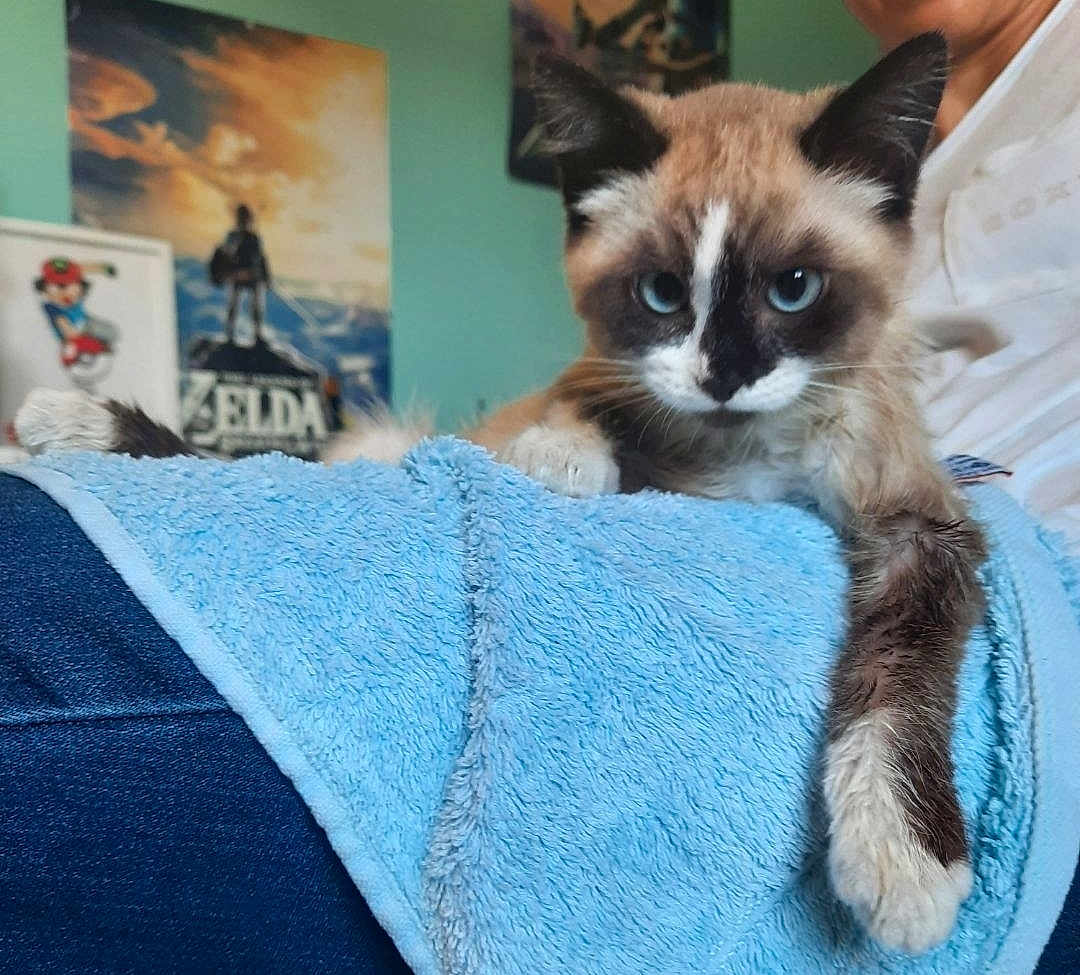 Happy participe au concours pour gagner de l'argent avec cette photo : cat, blue_eyes, towel, indoor, person, poster, feline, fur, paw, resting, animal, cute, cozy, lap, soft, home, relaxed, kitten, blue, casual