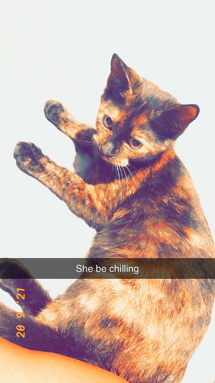 Sugar joined the competition — help win amazing prizes! art, brown, carnivore, cat, claw, domestic_short_haired_cat, fawn, felidae, fur, gesture, paw, photo_caption, small_to_medium_sized_cats, snout, tail, terrestrial_animal, whiskers, wildlife