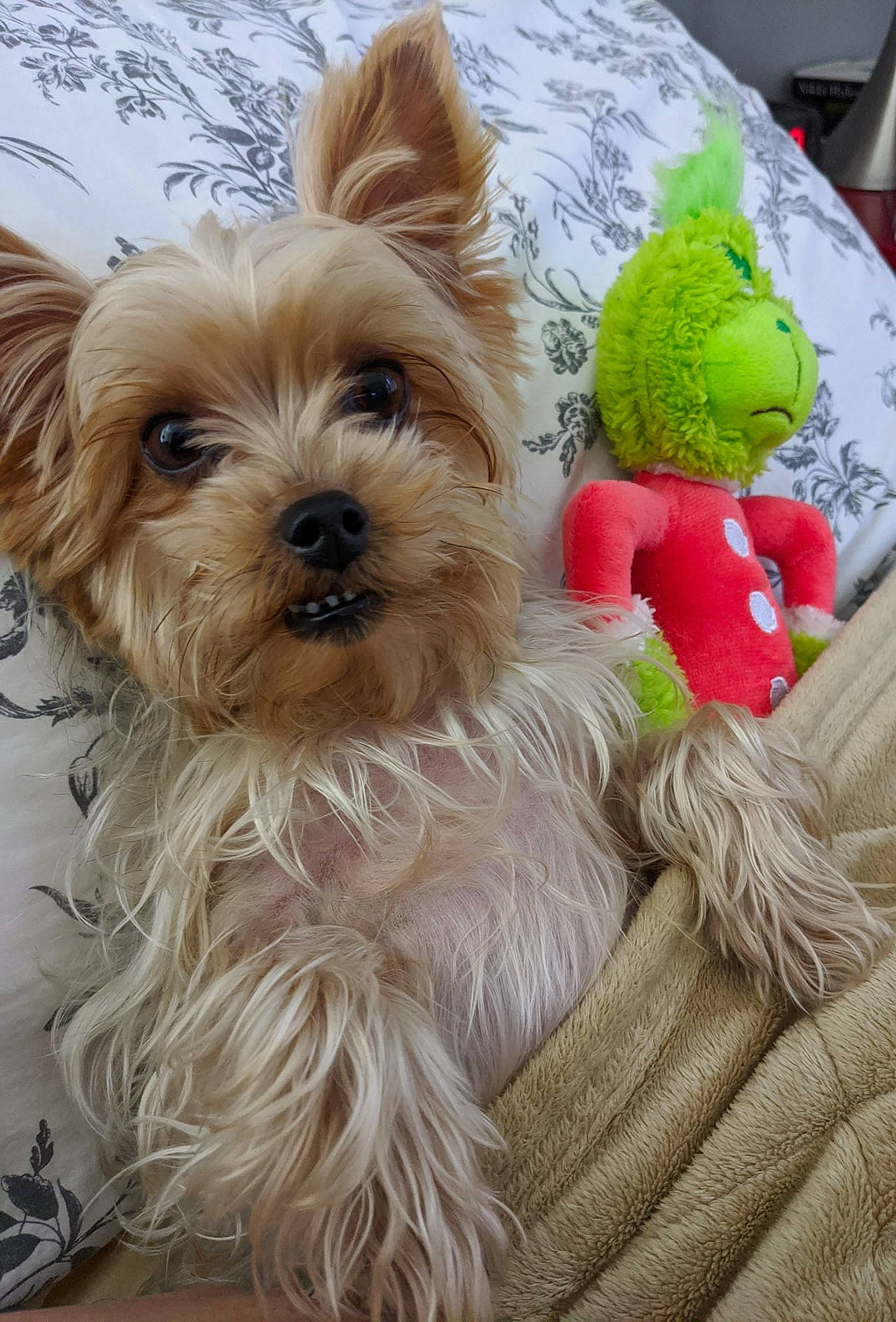 Lacy joined the competition — help win amazing prizes! australian_silky_terrier, biewer_terrier, canidae, carnivore, chinese_imperial_dog, companion_dog, dog, dog_breed, glen_of_imaal_terrier, maltepoo, mammal, morkie, puppy, small_terrier, snout, sporting_lucas_terrier, terrier, toy_dog, vertebrate, yorkshire_terrier