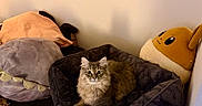 Sylvee joined the competition — help win amazing prizes! animal, cat, comfortable, cozy, curious, cute, domestic_animal, fluffy, furniture, home, indoor, looking_at_camera, mammal, pet_bed, pillows, plush_toy, relaxed, resting, soft, tabby