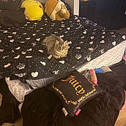 Sylvee is registered to the contest to win money with this photo: animal, bed, bedroom, black, blanket, cat, comfort, cozy, cute, fur, furniture, gray, heart_pattern, indoor, pillow, plush, resting, sleeping_area, soft, stuffed_animal