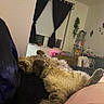 Sylvee is registered to the contest to win money with this photo: blanket, cat, cozy, curtains, cute, decor, fluffy, fur, furniture, home, indoor, lying_down, pet, plant, relaxed, resting, sleepy, soft, wall_art, window
