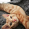 cat, ginger_cat, orange_tabby, pet, feline, animal, whiskers, green_eyes, pink_nose, ears, fur, striped_fur, lying_down, upside_down, close_up, portrait, blanket, indoor, cozy, playful