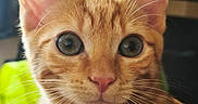 Kiiro participe au concours pour gagner de l'argent avec cette photo : cat, ginger_cat, orange_fur, close_up, animal, pet, feline, whiskers, ears, eyes, pink_nose, portrait, facial_expression, looking_at_camera, short_hair, indoors, blurred_background, cute, curious, photography