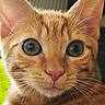 cat, ginger_cat, orange_fur, close_up, animal, pet, feline, whiskers, ears, eyes, pink_nose, portrait, facial_expression, looking_at_camera, short_hair, indoors, blurred_background, cute, curious, photography