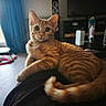 cat, ginger_cat, orange_tabby, pet, animal, feline, whiskers, ears, eyes, portrait, close_up, indoors, living_room, chair, furniture, blue_curtain, window, television, speakers, water_bottle