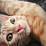 cat, ginger_cat, orange_tabby, feline, pet, animal, whiskers, pink_nose, large_eyes, fur, fluffy, close_up, portrait, upside_down, lying_down, relaxed, indoors, blanket, couch, cute