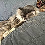 animal, blanket, cat, comfort, couch, cozy, cute, domestic, fluffy, fur, gray, indoor, pet, pillow, quiet, quilted, relaxed, resting, sleeping, white