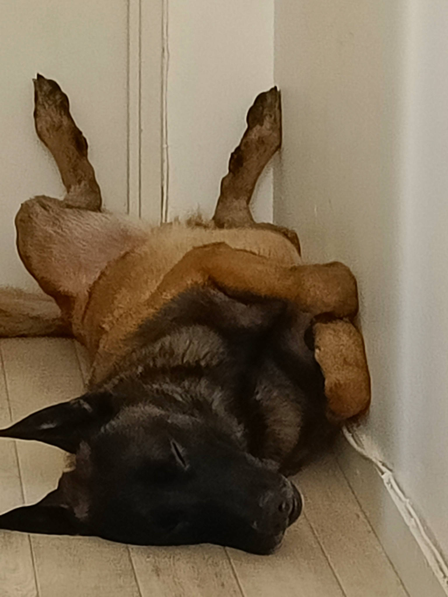 Rajah a rejoint le concours — aidez-le/la à gagner de superbes lots ! art, carnivore, comfort, companion_dog, dog, dog_breed, ear, fawn, felidae, flooring, fur, german_shepherd_dog, gesture, grey, hardwood, liver, snout, tail, whiskers, wood