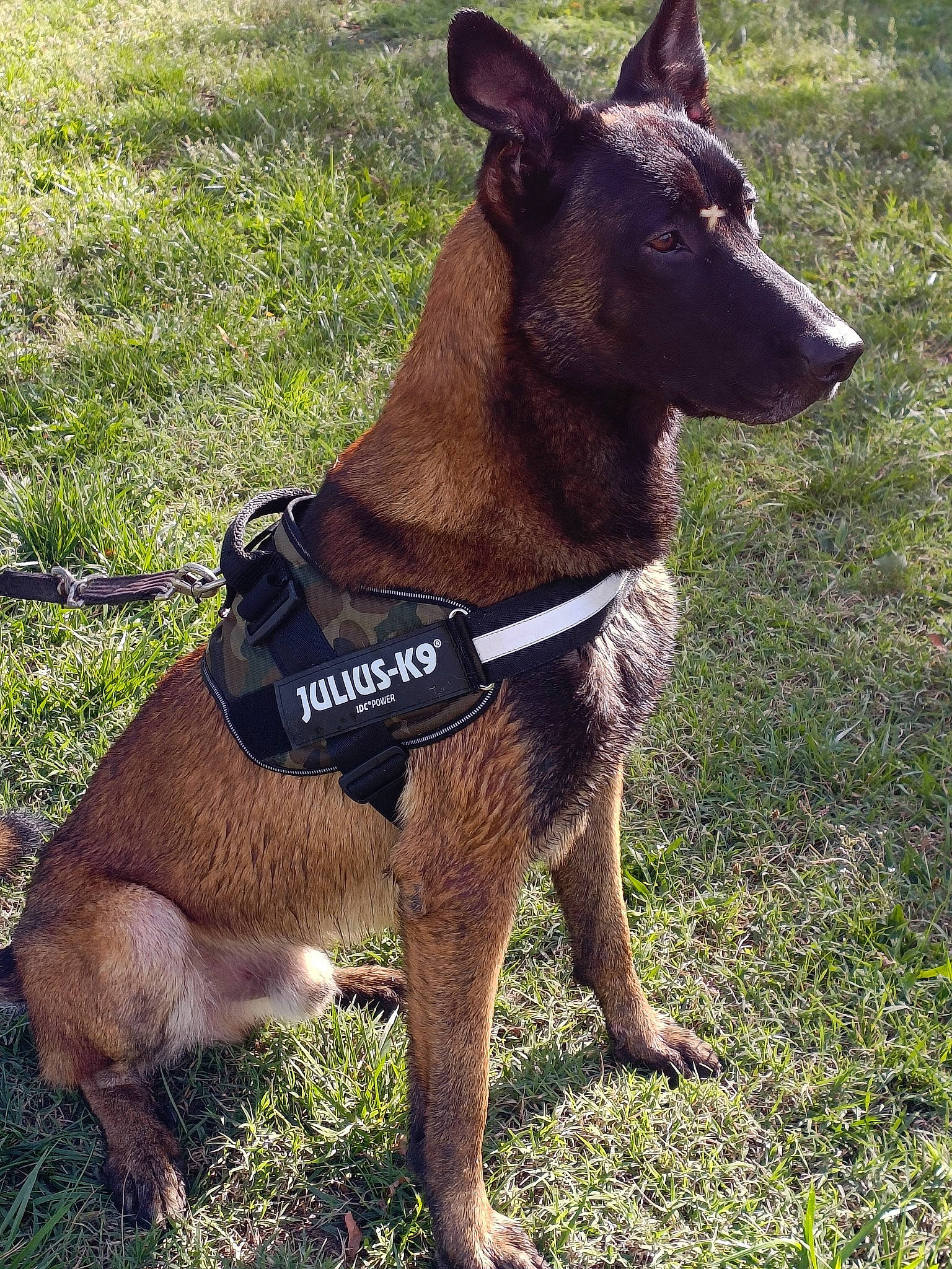 Rajah participe au concours pour gagner de l'argent avec cette photo : canidae, carnivore, collar, companion_dog, dog, dog_breed, dog_collar, dog_supply, east_european_shepherd, fawn, german_shepherd_dog, grass, herding_dog, liver, pet_supply, snout, sporting_group, terrestrial_animal, working_animal, working_dog