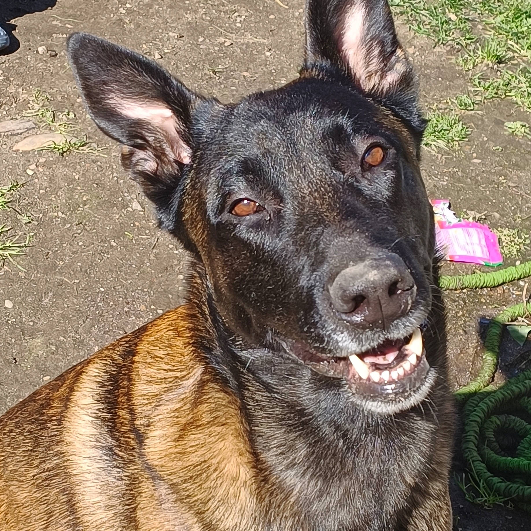 Rajah participe au concours pour gagner de l'argent avec cette photo : ancient_dog_breeds, canidae, carnivore, collar, companion_dog, dog, dog_breed, dog_collar, east_european_shepherd, fawn, fur, guard_dog, herding_dog, snout, sporting_group, whiskers, working_animal, working_dog