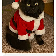 Onyx is registered to the contest to win money with this photo: animal, black_cat, carpet, cat, christmas, costume, cute, domestic_animal, feline, festive, fluffy, fur, holiday, indoor, pet, portrait, santa_outfit, sitting, whiskers, yellow_eyes