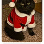 animal, black_cat, carpet, cat, christmas, costume, cute, domestic_animal, feline, festive, fluffy, fur, holiday, indoor, pet, portrait, santa_outfit, sitting, whiskers, yellow_eyes