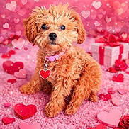 Callie joined the competition — help win amazing prizes! puppy, dog, pink_collar, heart_tag, hearts, roses, pink_carpet, gift_box, sparkles, bokeh, cute, fluffy, valentine_theme, pet, animal, soft_texture, decorations, love, portrait, indoors