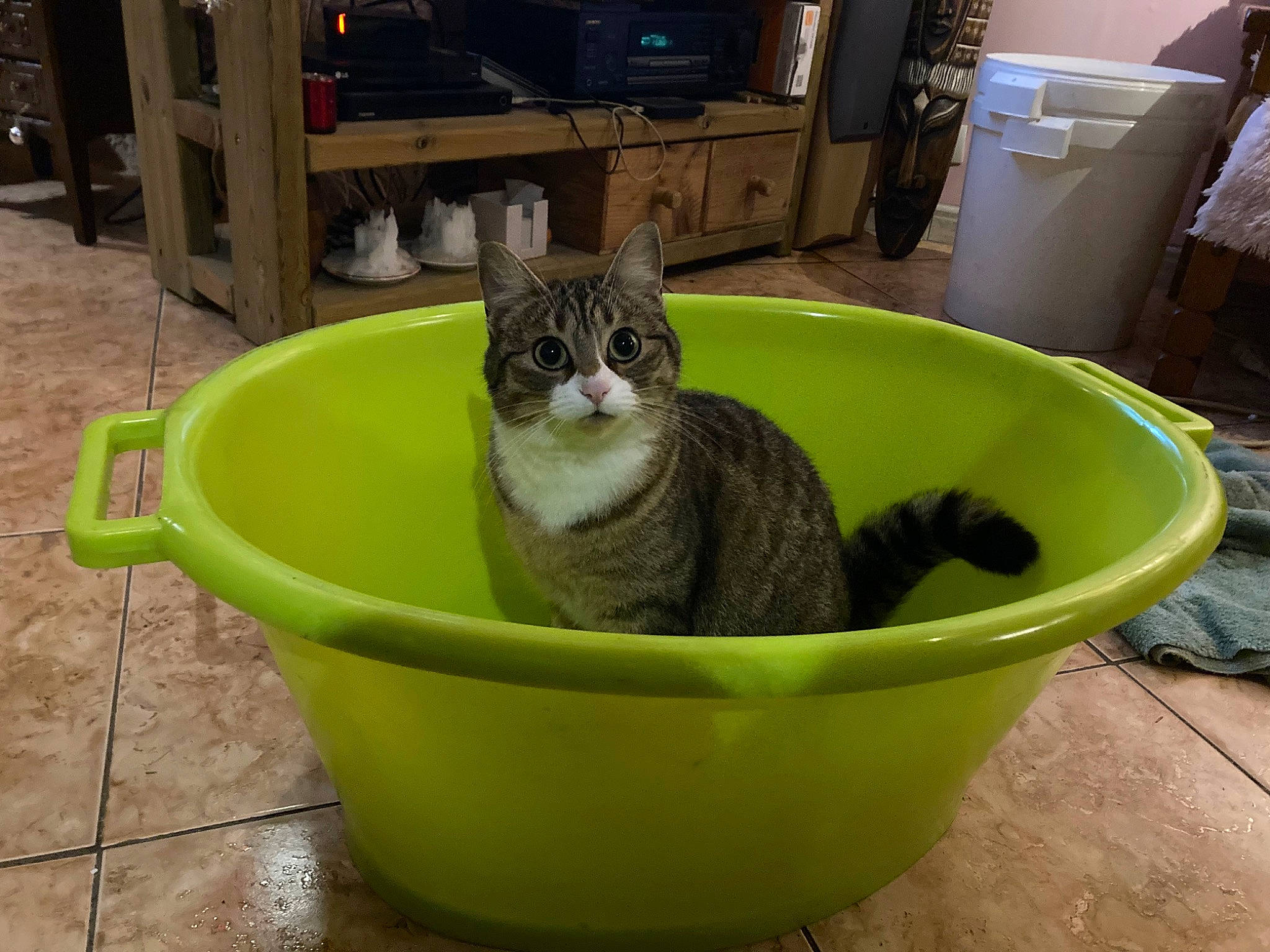 Marron participe au concours pour gagner de l'argent avec cette photo : animal_feed, animal_shelter, box, cabinetry, carnivore, cat, cat_furniture, cat_supply, chest_of_drawers, domestic_short_haired_cat, felidae, fur, grass, litter_box, pet_supply, small_to_medium_sized_cats, snout, tail, terrestrial_animal, whiskers