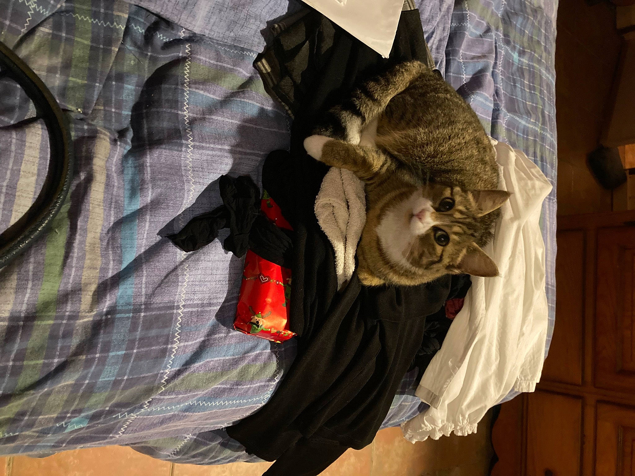 Marron participe au concours pour gagner de l'argent avec cette photo : bag, carmine, comfort, felidae, fur, linens, pattern, room, sleeve, visual_arts, wood