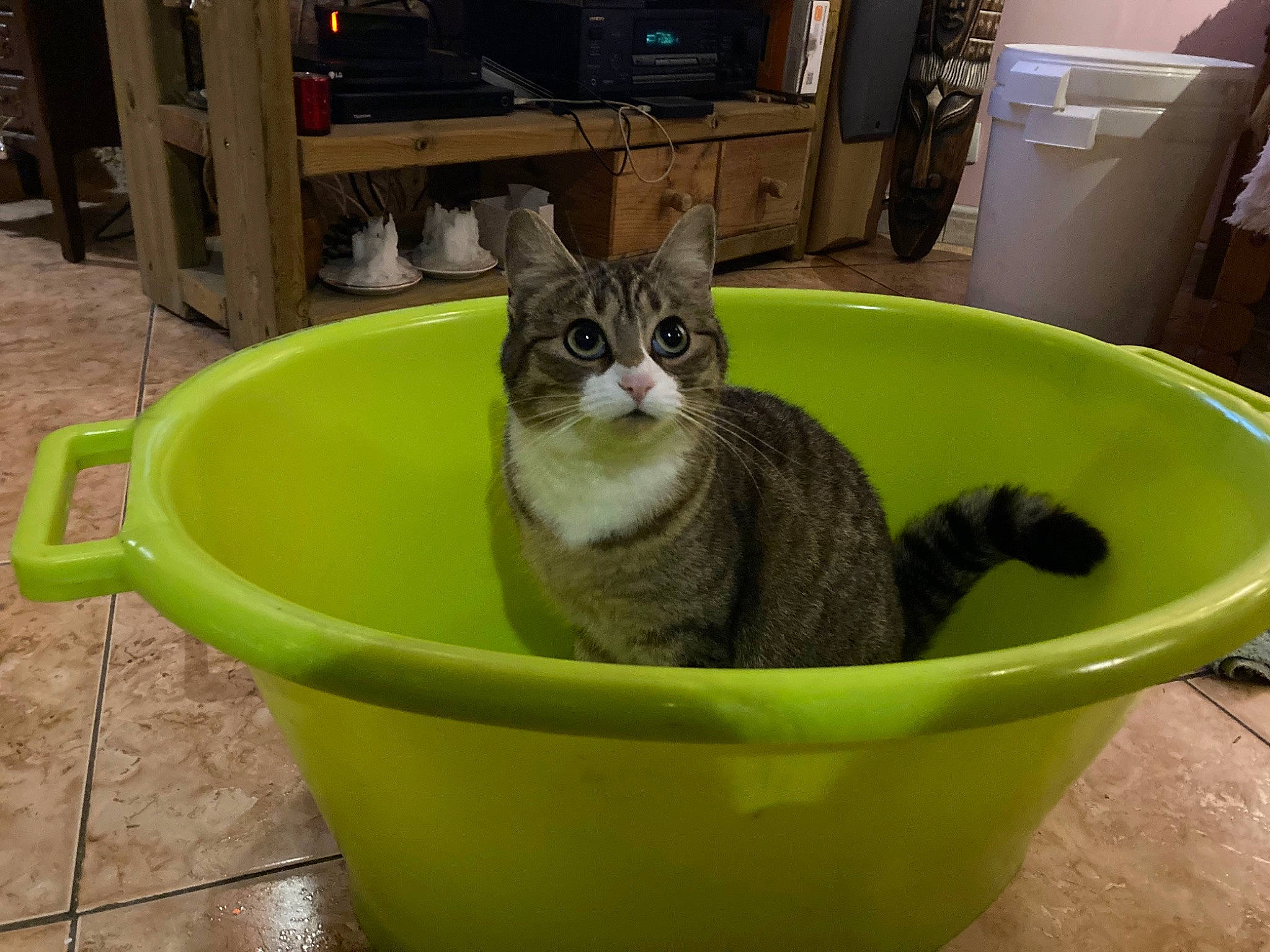 Châtaigne participe au concours pour gagner de l'argent avec cette photo : animal_feed, box, cabinetry, carnivore, cat, cat_supply, domestic_short_haired_cat, felidae, flooring, grass, home_appliance, pet_food, pet_supply, plumbing_fixture, serveware, small_to_medium_sized_cats, snout, tail, terrestrial_animal, whiskers