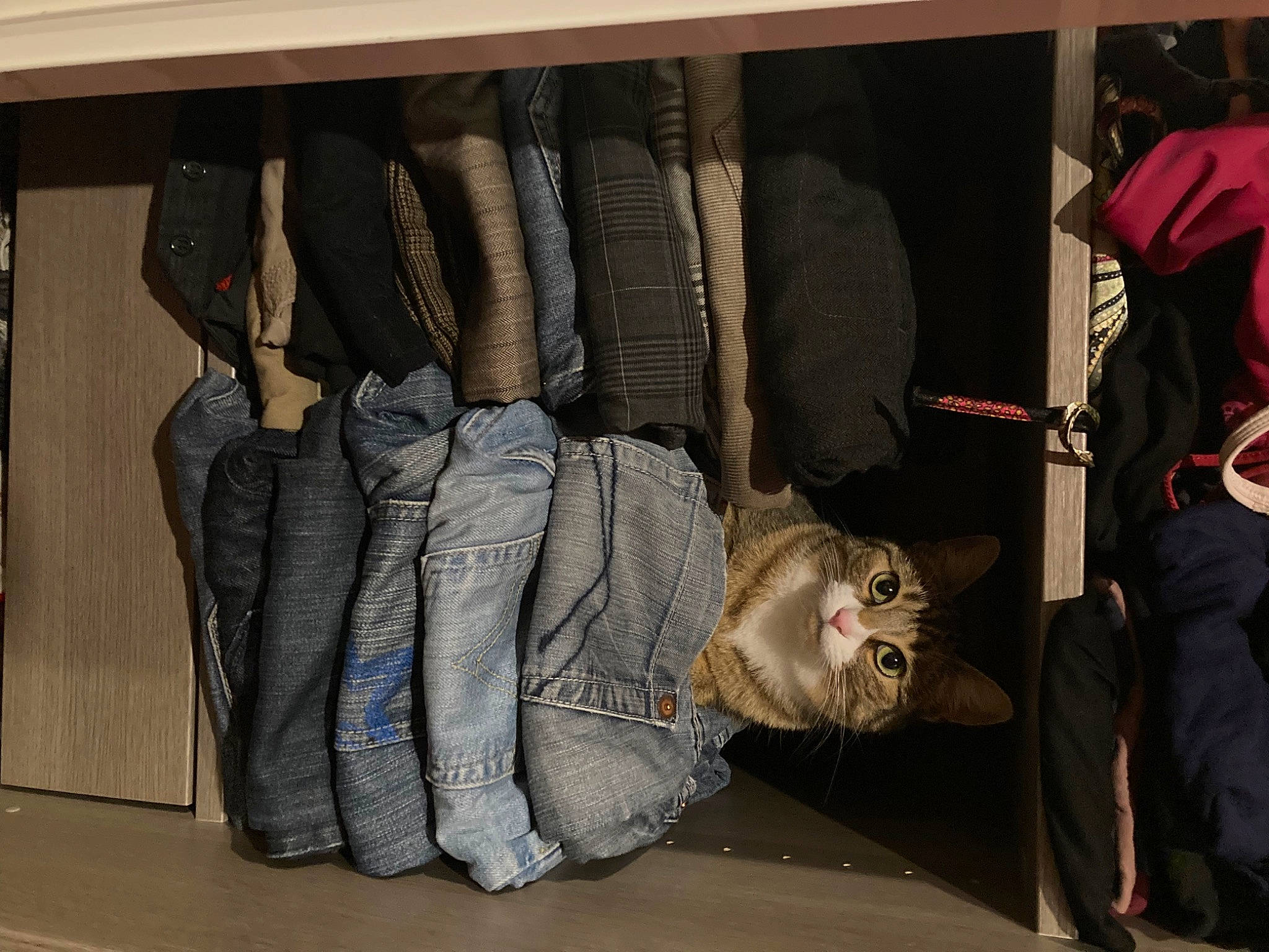 Châtaigne a rejoint le concours — aidez-le/la à gagner de superbes lots ! bag, closet, clothes_hanger, comfort, denim, felidae, fur, hat, luggage_and_bags, room, shoe, small_to_medium_sized_cats, sportswear, wood