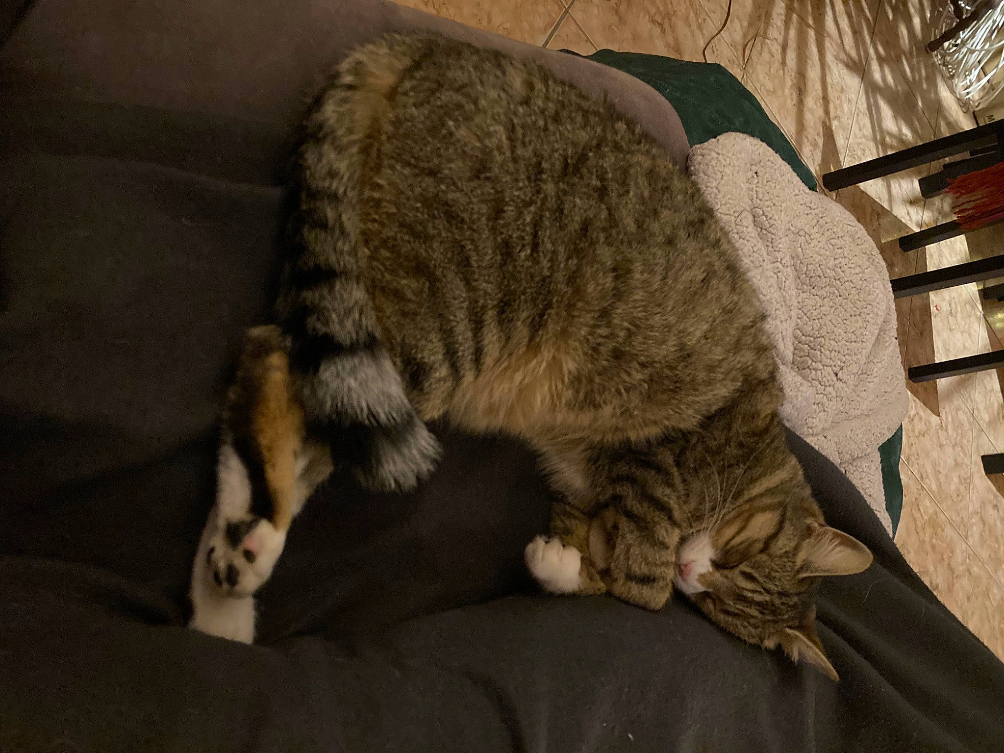 Châtaigne a rejoint le concours — aidez-le/la à gagner de superbes lots ! carnivore, cat, claw, comfort, domestic_short_haired_cat, felidae, fur, nap, paw, sleep, small_to_medium_sized_cats, snout, tail, terrestrial_animal, whiskers, wildlife