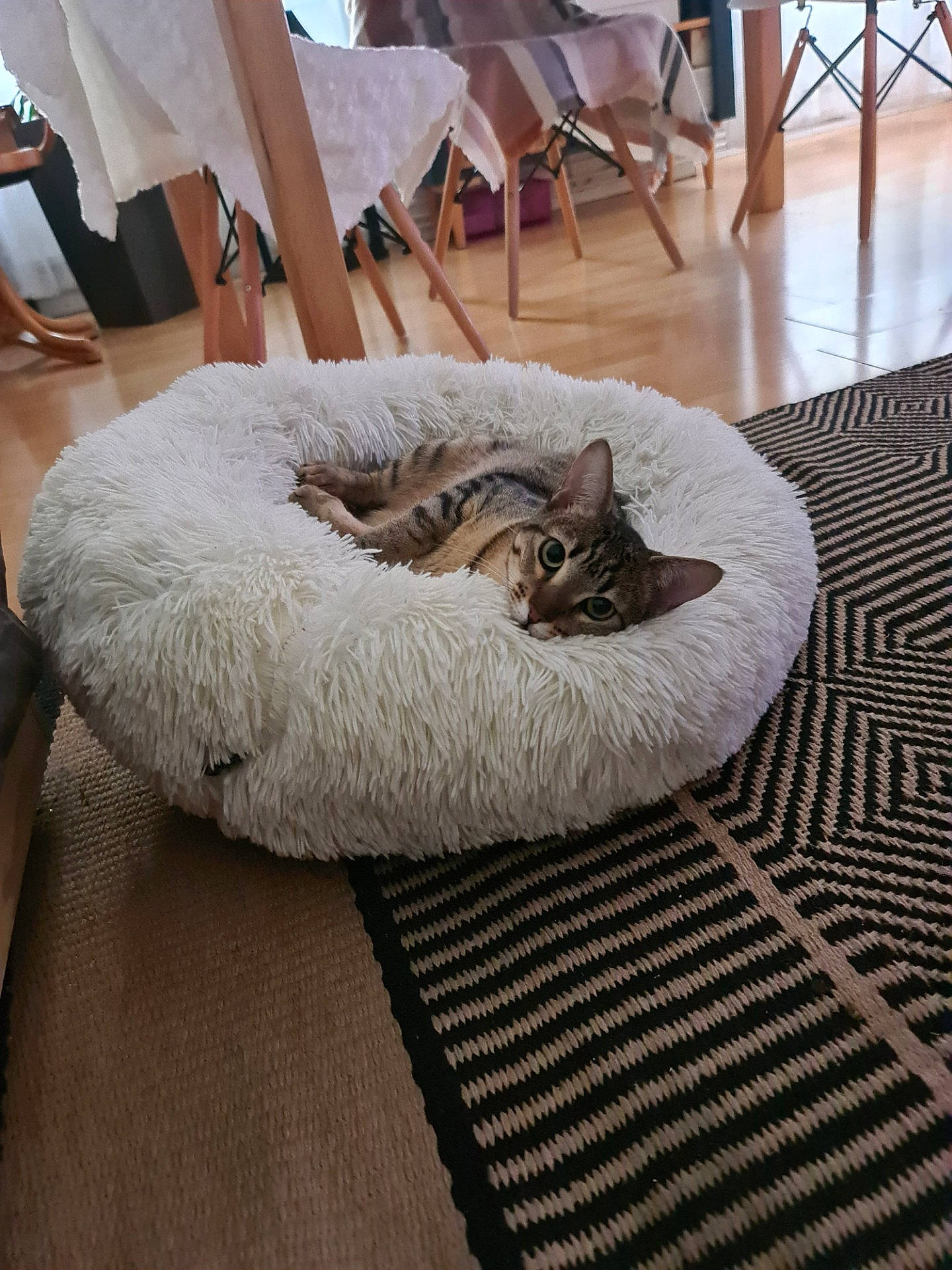 Mihi a rejoint le concours — aidez-le/la à gagner de superbes lots ! carnivore, carpet, cat, cat_bed, chair, comfort, domestic_short_haired_cat, fawn, felidae, flooring, fur, grey, hardwood, linens, room, small_to_medium_sized_cats, tail, whiskers, wood, wood_flooring