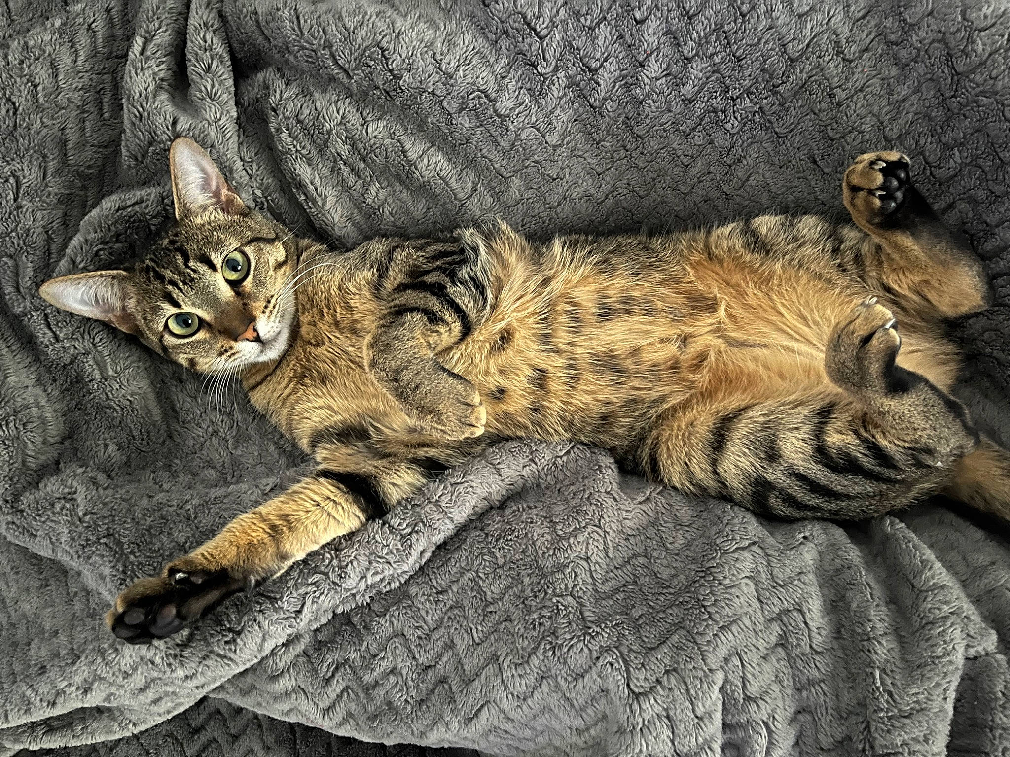 Mihi participe au concours pour gagner de l'argent avec cette photo : art, carnivore, cat, claw, comfort, domestic_short_haired_cat, drawing, felidae, fur, grey, illustration, nap, painting, paw, small_to_medium_sized_cats, tail, terrestrial_animal, whiskers, wildlife, wood