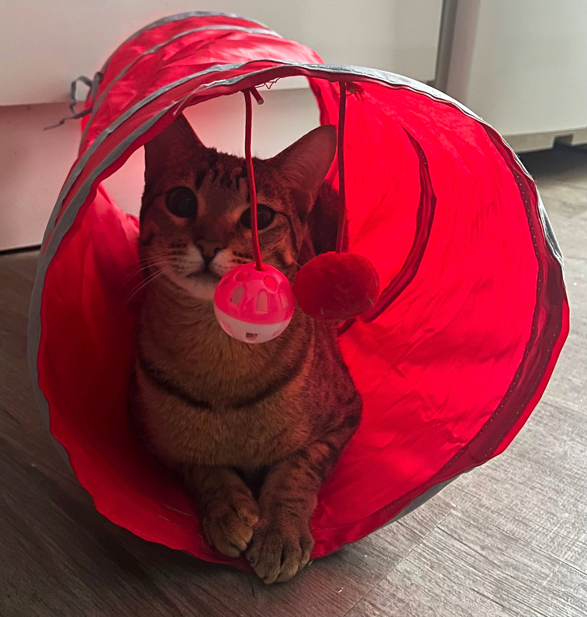Mihi participe au concours pour gagner de l'argent avec cette photo : bag, bean_bag, bean_bag_chair, carmine, carnivore, cat, cat_bed, comfort, coquelicot, fashion_accessory, felidae, fur, linens, luggage_and_bags, magenta, pattern, red, small_to_medium_sized_cats, terrestrial_animal, whiskers