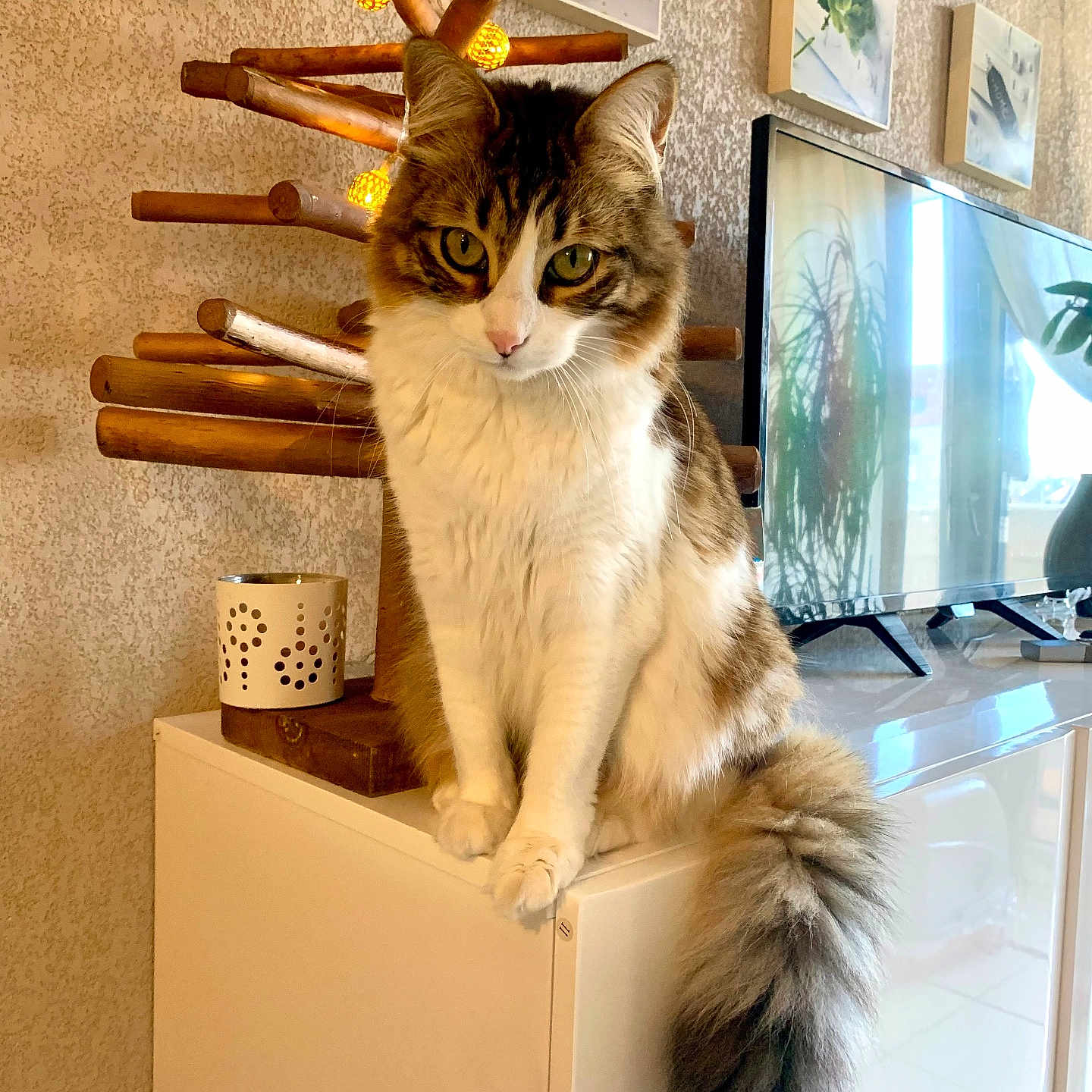 Mia participe au concours pour gagner de l'argent avec cette photo : cabinet, cat, cozy, curious, domestic_animal, fluffy_tail, fur, home_decor, indoor, lights, living_room, pet, plant, reflections, sitting, tv, wall_art, white_furniture, wooden_decoration, yellow_eyes