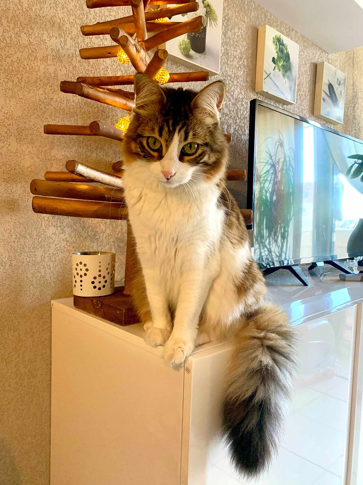 Mia participe au concours pour gagner de l'argent avec cette photo : cat, fluffy_tail, yellow_eyes, indoor, living_room, cabinet, wooden_decoration, lights, tv, reflections, plant, wall_art, white_furniture, cozy, pet, fur, sitting, curious, domestic_animal, home_decor