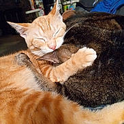 Colby is registered to the contest to win money with this photo: animal, cat, cats, close_up, companionship, cozy, cute, domestic_animal, feline, friendship, fur, ginger_cat, hugging, indoor, pets, relaxing, sleeping, snuggling, tabby_cat, whiskers