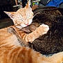animal, cat, cats, close_up, companionship, cozy, cute, domestic_animal, feline, friendship, fur, ginger_cat, hugging, indoor, pets, relaxing, sleeping, snuggling, tabby_cat, whiskers