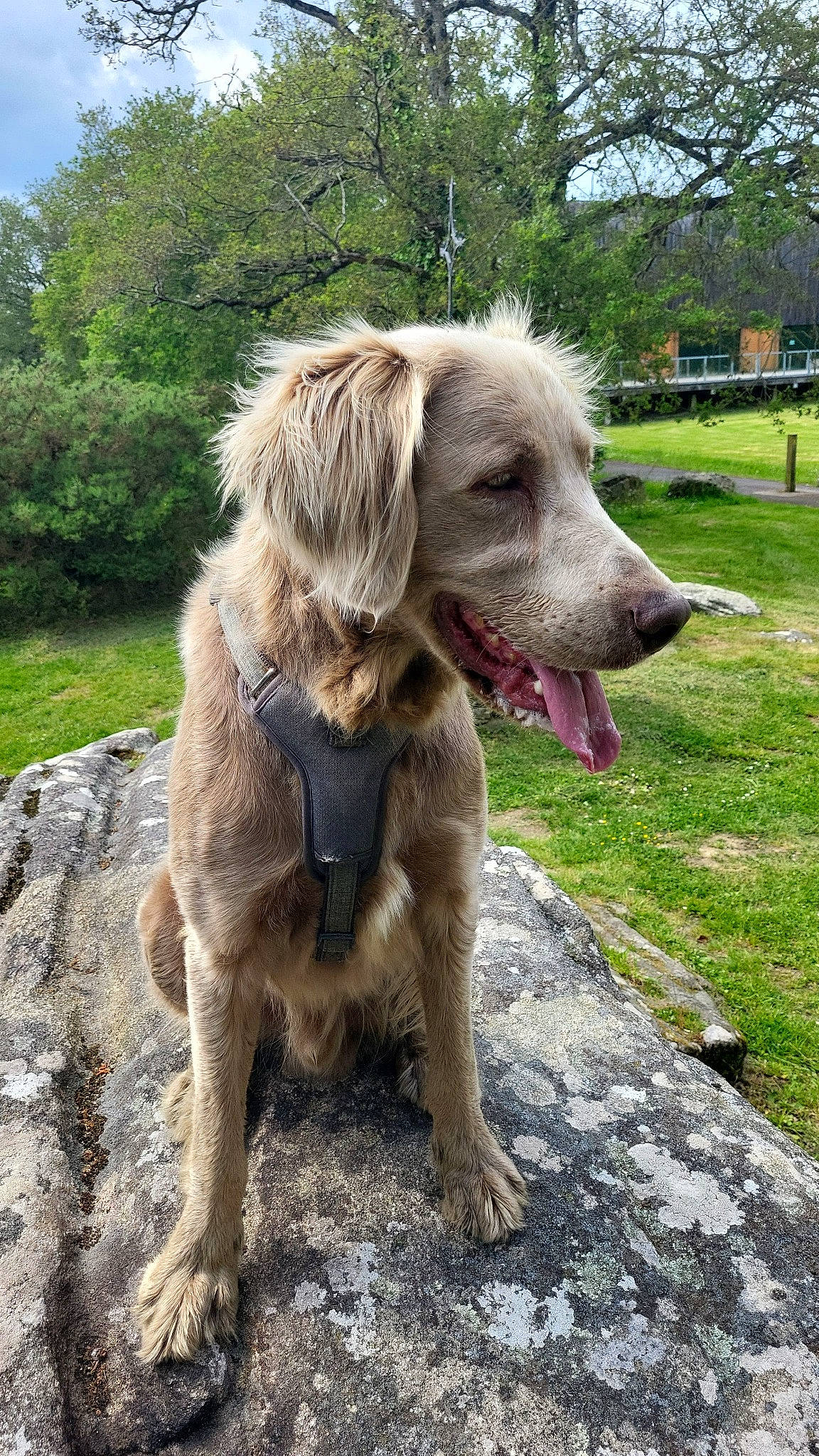 Paddy a rejoint le concours — aidez-le/la à gagner de superbes lots ! canidae, carnivore, companion_dog, dog, dog_breed, fawn, gun_dog, hunting_dog, liver, plant, sky, slovakian_rough_haired_pointer, snout, sporting_group, tail, terrestrial_animal, tree, working_animal, working_dog