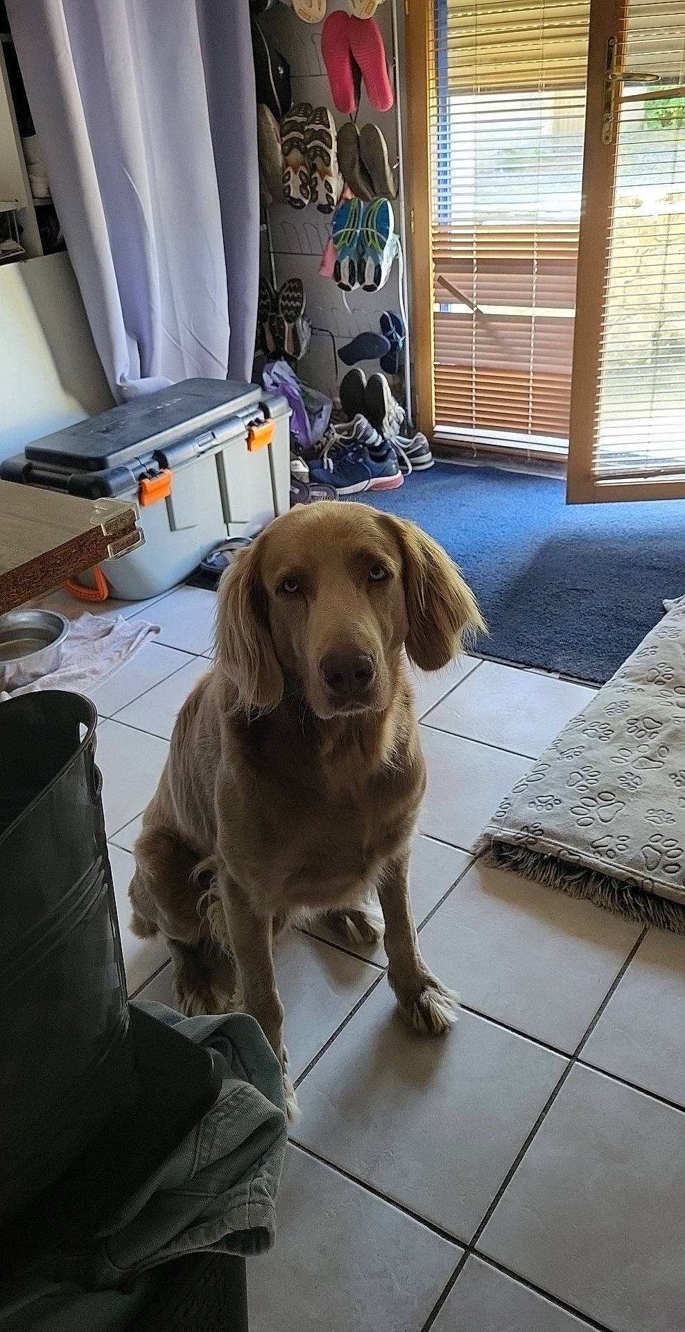 Paddy participe au concours pour gagner de l'argent avec cette photo : carnivore, collar, comfort, companion_dog, curtain, dog, dog_breed, dog_supply, fawn, floor, flooring, fur, gun_dog, hardwood, living_room, plant, retriever, sporting_group, whiskers, working_animal