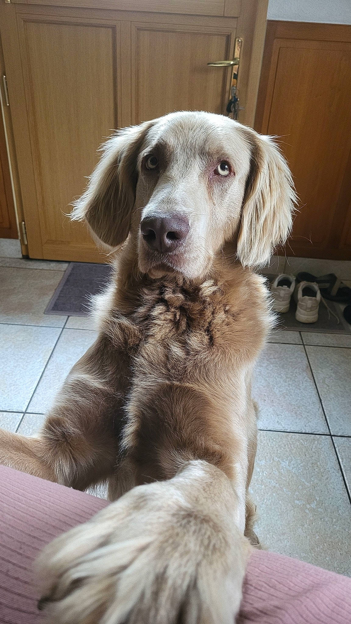 Paddy participe au concours pour gagner de l'argent avec cette photo : cabinetry, canidae, carnivore, companion_dog, dog, dog_breed, door, fawn, flooring, fur, gun_dog, hardwood, liver, snout, sporting_group, terrestrial_animal, whiskers, wood, working_animal