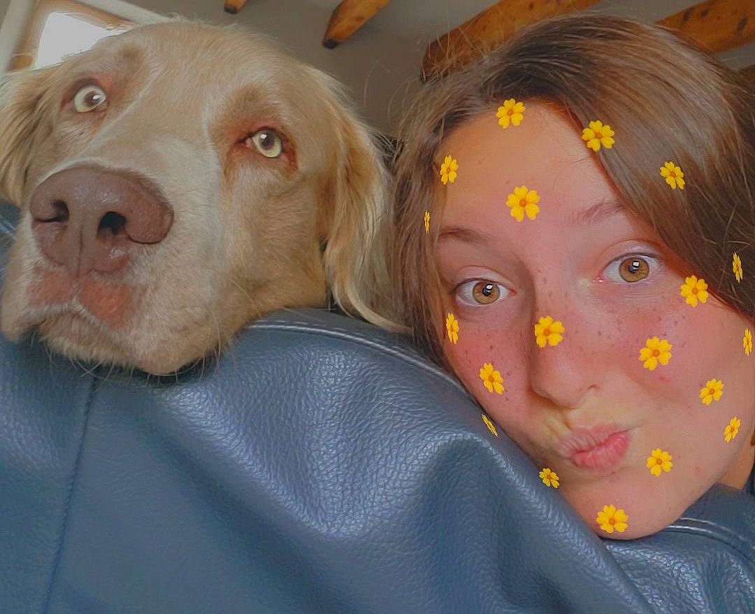 Paddy participe au concours pour gagner de l'argent avec cette photo : canidae, carnivore, companion_dog, dog, dog_breed, ear, eye, eyelash, fawn, fun, fur, gesture, happy, liver, nose, selfie, snout, sporting_group, whiskers, working_animal