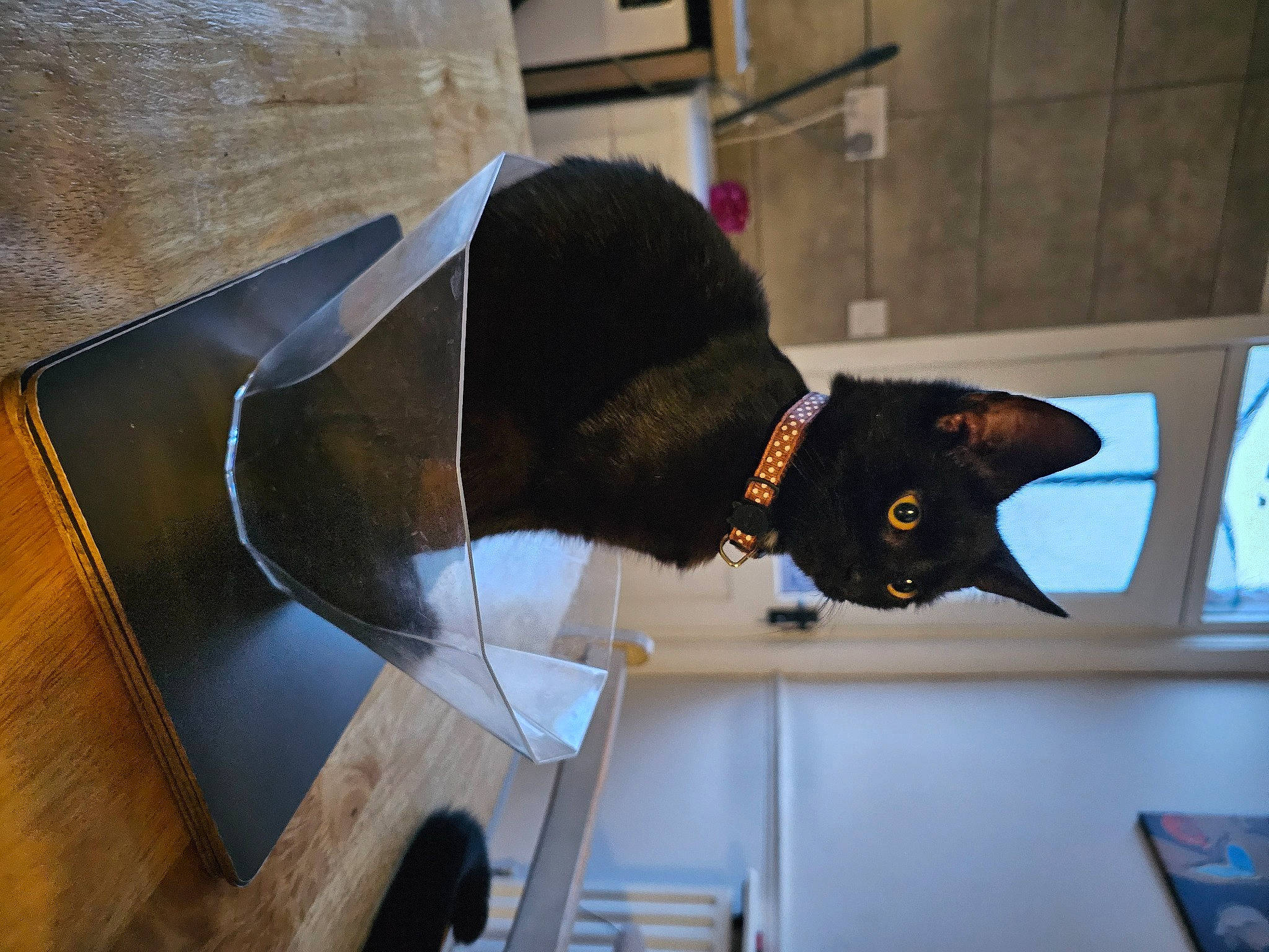 Mavis joined the competition — help win amazing prizes! bombay, carnivore, cat, curious, felidae, fixture, plant, room, small_to_medium_sized_cats, tail, vertebrate, whiskers, window, wood