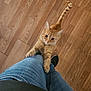 Oliver joined the competition — help win amazing prizes! cat, orange_tabby, pet, indoor, wooden_floor, jeans, shoe, climbing, curious, playful, person, legs, animal, feline, domestic_cat, looking_up, claws, flooring, casual, home