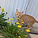 Oliver