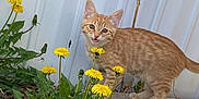 Oliver is registered to the contest to win money with this photo: kitten, cat, orange_tabby, dandelions, flowers, plants, greenery, outdoor, nature, curious, playful, young_cat, pet, animal, grass, garden, sidewalk, metal_wall, daylight, closeup