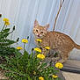 kitten, cat, orange_tabby, dandelions, flowers, plants, greenery, outdoor, nature, curious, playful, young_cat, pet, animal, grass, garden, sidewalk, metal_wall, daylight, closeup