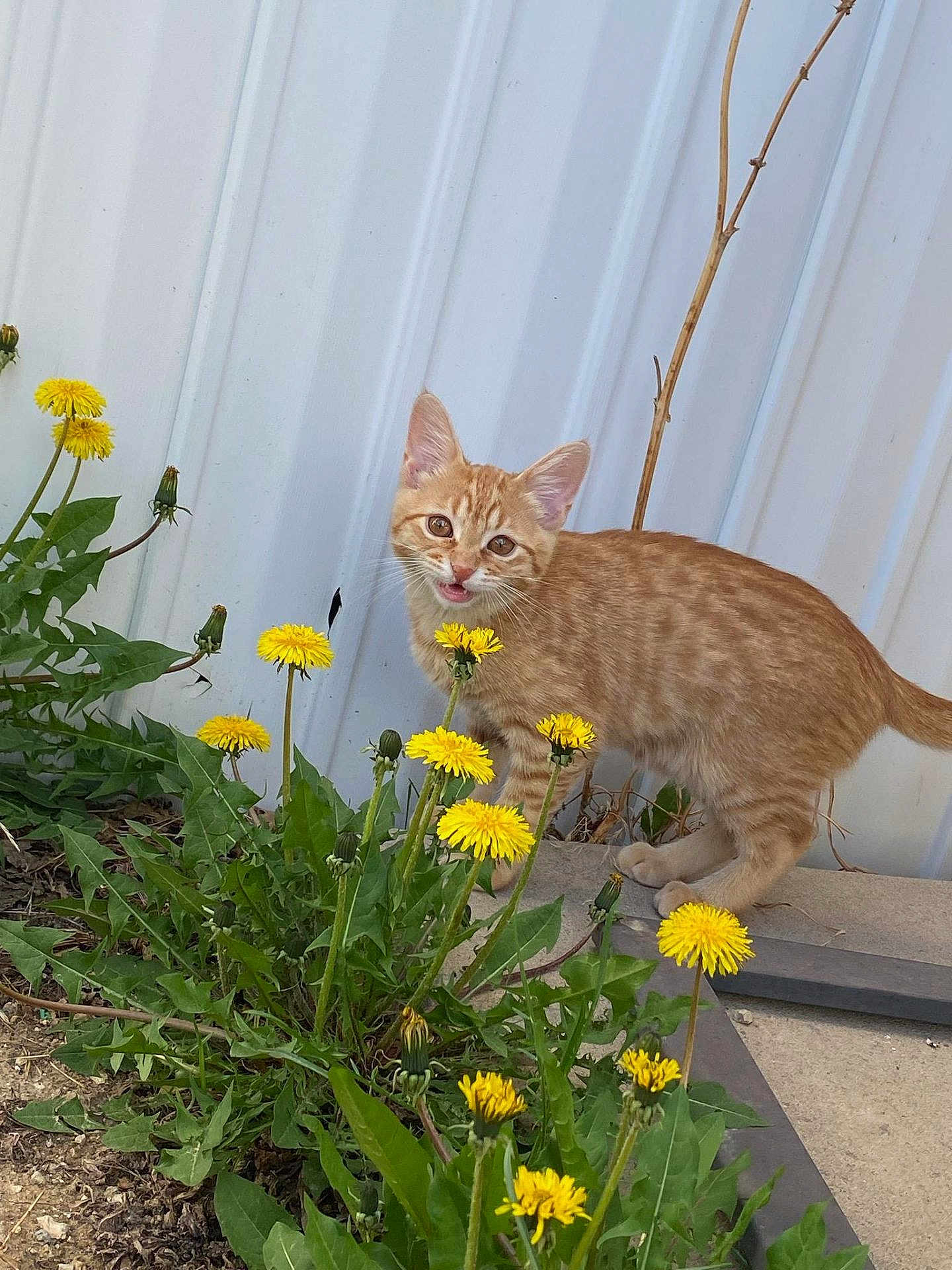 Oliver is registered to the contest to win money with this photo: kitten, cat, orange_tabby, dandelions, flowers, plants, greenery, outdoor, nature, curious, playful, young_cat, pet, animal, grass, garden, sidewalk, metal_wall, daylight, closeup