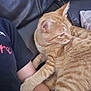 Oliver joined the competition — help win amazing prizes! cat, orange_tabby, pet, feline, animal, couch, leather, human_arm, resting, indoor, close_up, striped, paw, comfort, relaxation, furry, cute, domestic_animal, cozy, casual